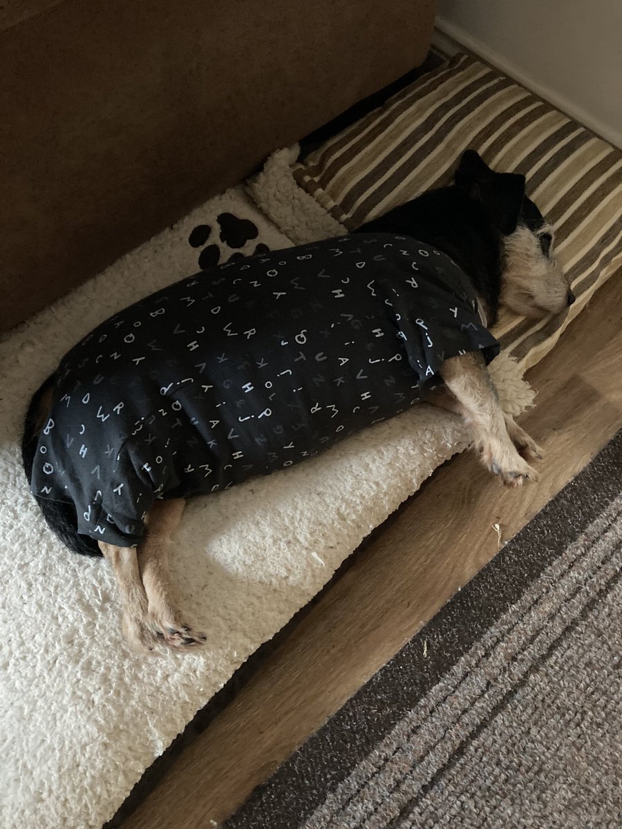 BonniedaWestie's tweet photo. DORA: Leave me alone Muvver I’m juz takin 40 winks after me dinner an while yoo at it can yoo turn the telly down? Pffft 
#TeamDora https://t.co/xoDkLawYiU