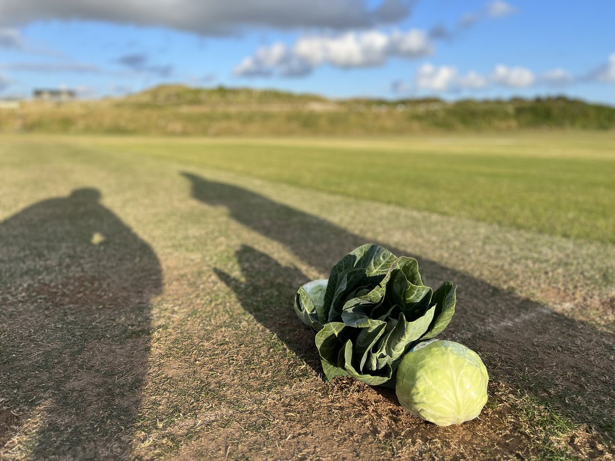 jd007f's tweet photo. @Bob526497561902 lovely evening at the @HayleCC rain has done wonders. Local cabbage 50p each. PM for details 🤣🏏☀️

@GMAYoungBoard 
@cornwall_league 
@CornwallCricket 

#hayle #cabbagepatch https://t.co/b07otw37pJ