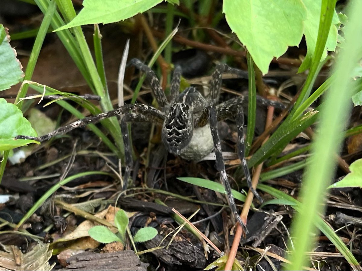 chrislb104's tweet photo. Fishing spider (w/egg sac) was in the boat but safely got to land, large mouth bass, tiger swallowtail, red bellied snake. @NearbyWild #nhnature https://t.co/Dah51p7yEA