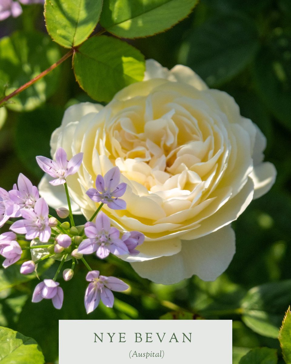 Today marks the 75th #NHSbirthday, which is the perfect time to place the spotlight on the wonderful Nye Bevan.

Released in 2021 in honour of the founder of Britain’s National Health Service, this reliable shrub rose is uplifting and illuminating in equal measure. #rosewednesday