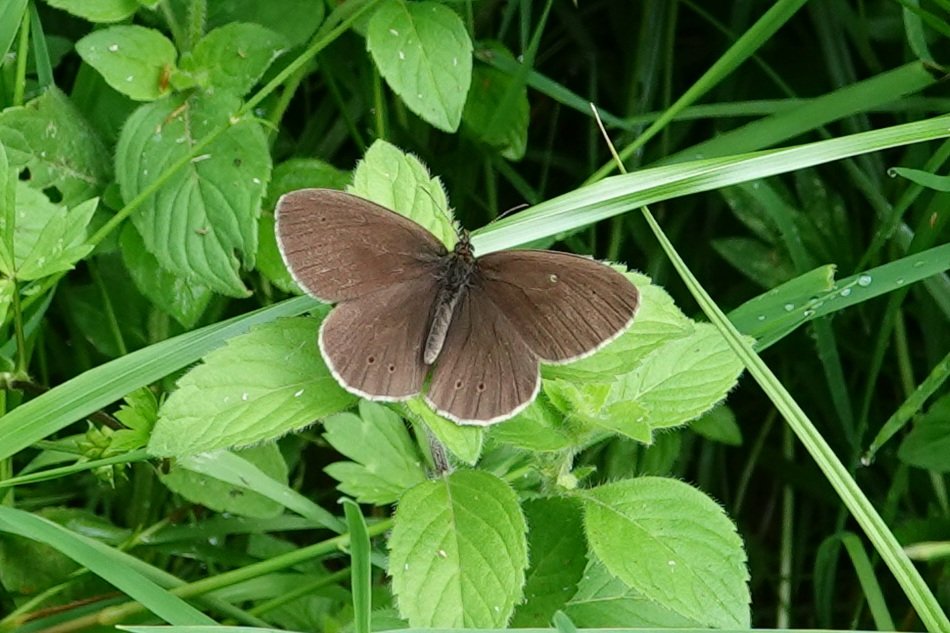 AdeysAlthorp's tweet photo. Plenty of butterflies flying @AlthorpHouse today once the sun got its hat on.
Conservation@althorp.com #butterflies #ringlets #gatekeeper #sskipper #comma  #marbledwhite #Peacock #meadowbrown https://t.co/CtjLyo2A89