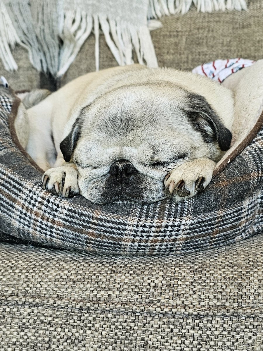 AnjouPug's tweet photo. It's another hot one today! Meanwhile, I'm pretty thankful for central A/C. #CoolPug #puglife #dogsontwitter https://t.co/XGJnFb487F