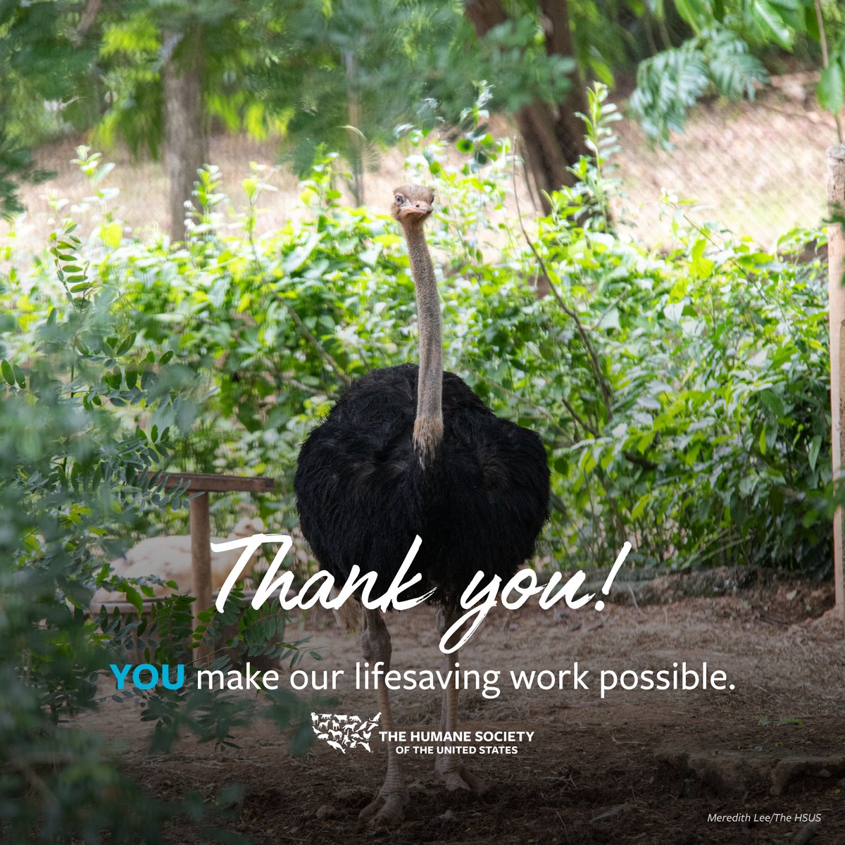 humaneworldorg's tweet photo. Thanks to your support, the 23 animals from a defunct Puerto Rico zoo are safe at our Black Beauty Ranch to live out their lives loved &amp; cared for the way they deserve. 

We are so grateful to our incredible supporters for making all our lifesaving work for animals possible!💙🥰 https://t.co/8HvmXYsCQ6