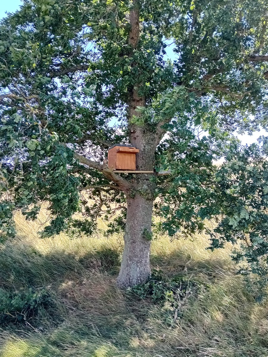 A fantastic day out yesterday in the Vale of Pewsey, Wiltshire, monitoring and ringing Barn Owls with the Lewis Raptor Group. Back at the course today it was time to replace a worn out Barn Owl box with a new one that I made during the winter 🦉 @CumberwellPark @sustainablegolf