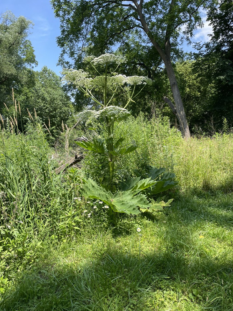 #gianthogweed #Toronto banks of the MimcoCreek Approximately 10’ tall!