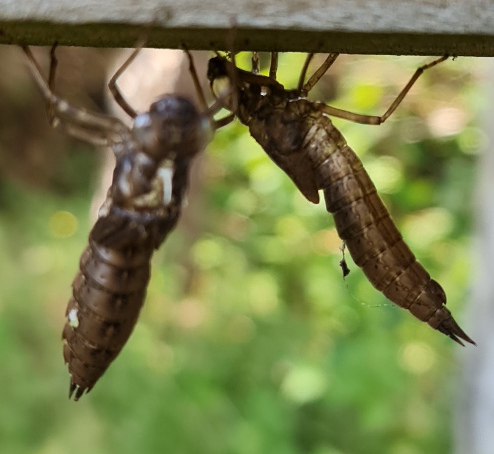 Two very exciting School's Out 'Watery Wildlife' events today at the Gardens with John Ranger. The highlight was this beautiful golden ringed dragonfly emerging form its larvae (exuvia). The larvae  can spend as long as 5 years underwater in ponds and ditches before emerging.