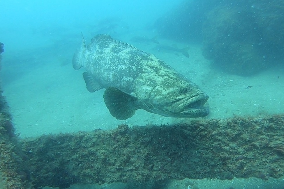 Researchers from Florida Atlantic University utilized cutting-edge technology to study the Goliath grouper's low-frequency pulse sounds. 

Click here to learn more fau.edu/newsdesk/artic….