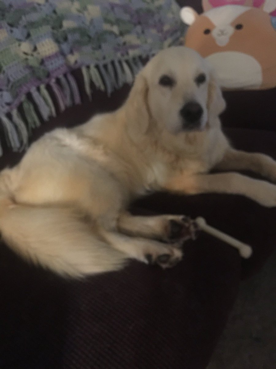 Does this look like the face of a girl who tree’d two raccoons, pulling her momma with her, this morning?😳