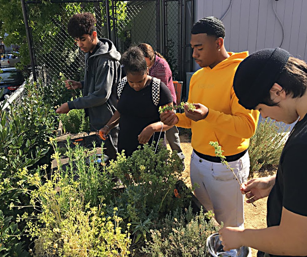 Meet the 2023 U.S. Department of Education Green Ribbon Schools! Redwood High School (Redwood City, CA) biology students assess the plants that they have been growing in their hydroponics systems, comparing growth across various planting mediums. @usedgov @CAGreenRibbon @SeqUHSD