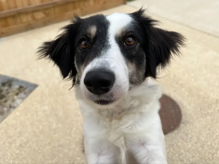 Tessa is just here to check in, how is your week going? 💛
This shy, sweet girl is looking for adopters who can help boost her confidence. She is at <a href="/DT_Salisbury/">Dogs Trust Salisbury</a> 📍 bit.ly/3NYcOGs