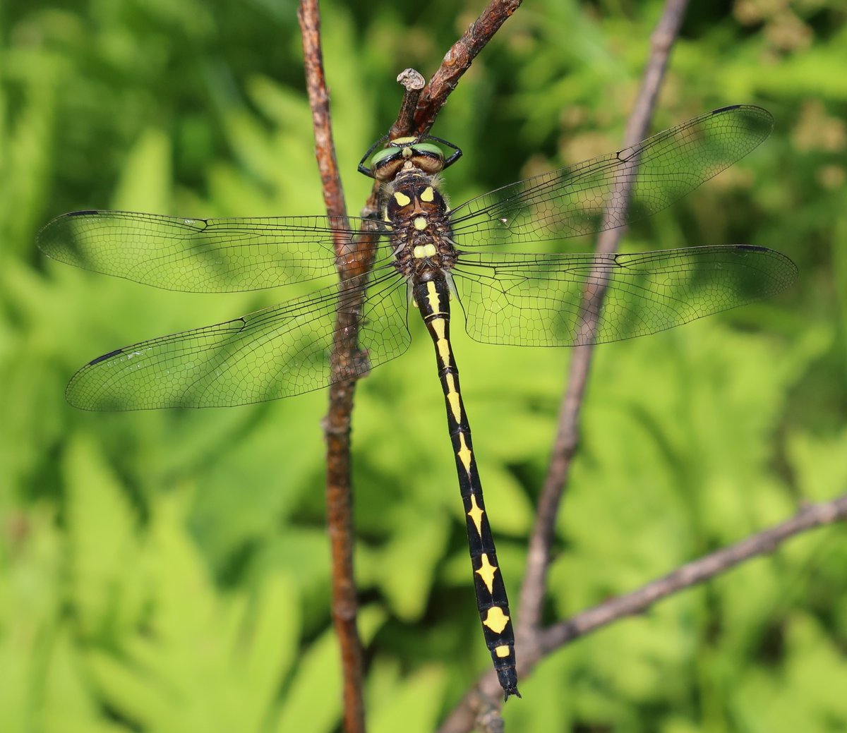 kerryyurewicz's tweet photo. This big beautiful #dragonfly (Cordulegaster obliqua) was a new species for me this year! It's called an Arrowhead Spiketail after its distinctive abdominal markings. #InvertOfTheWeek #Odonata #insect https://t.co/0srL1gAbXp