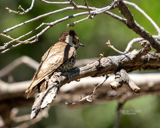 ImagesbyTDashfi's tweet photo. Woodpecker Wednesday? Why not! Female Arizona Woodpecker in Madera Canyon. #woodpeckerwednesday #birdphotography #visitarizona #naturephotography #TwitterNatureCommunity https://t.co/FkEShIxv5M