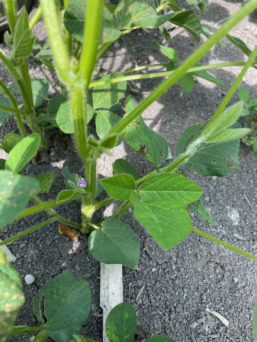 ceresco_ca's tweet photo. RD-714 grows well in St-Bernardin, Ontario. Sown in mid-May, the plants are at R1 growth stage with beautiful purple flowers blooming. https://t.co/GoV1win22t
