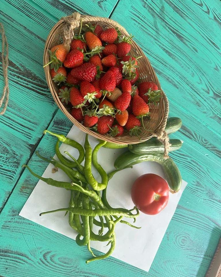 Ttmtalcanik's tweet photo. Seramız ürün vermeye devam ediyor. Yaz süresince seramızın bakımıyla ilgilenen arkadaşlarımızın ellerine, emeklerine sağlık.. https://t.co/mRXNx5qG4t