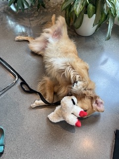 This Co-Woofer Wednesday has been especially RUFF on Murphy after returning from the long
holiday weekend! 

#cowooferwednesday #pr #mnmedia #communications #mspbusiness