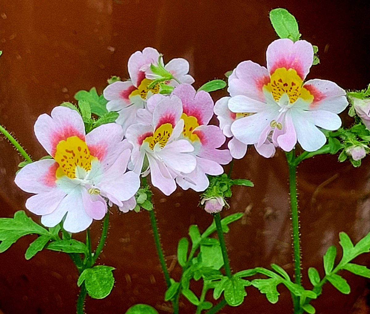 TRobD14's tweet photo. #Schizanthus Dr Badger #ButterflyFlower #PoorMansOrchid https://t.co/ZDuNLxVYQ9