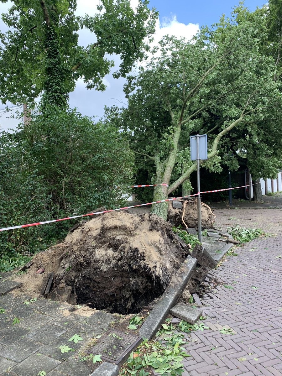 boschenvaart's tweet photo. #storm #Poly is ook in #BoschenVaart flink tekeer gegaan! https://t.co/2hIvUjmJWy