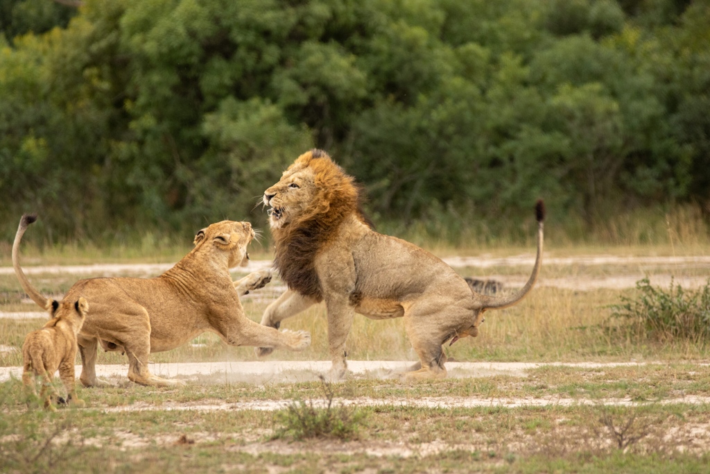 londolozi's tweet photo. The Dedication of a Mother Lioness as told by Ranger Jess Shillaw - https://t.co/I97zoIyrPP

#londolozi #thelondolozieffect #relais #relaischateaux #wildlifeblog #animalblog #naturelovers #luxurysafari #safari #safaristories #lion #lioness #ntsevu @relaischateaux https://t.co/svaVnxjQhN