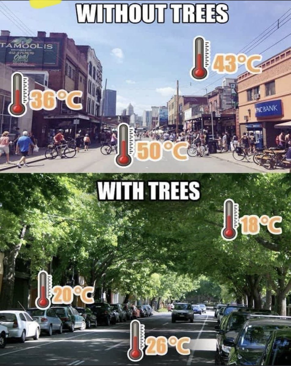 Street trees do more than just look good! ⁦⁦<a href="/DistrictOakBay/">District of Oak Bay</a>⁩ ⁦