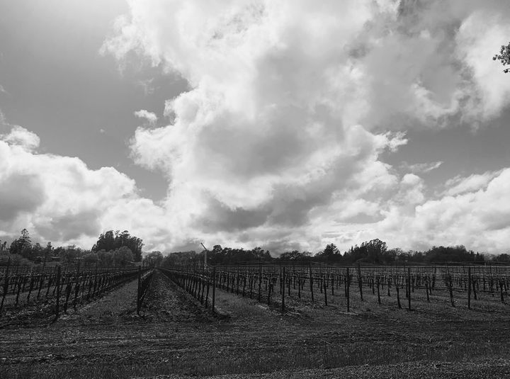 mm1_0's tweet photo. Art of the Day: "Black and White Vineyard". Buy at: https://t.co/zy4ptu8mKd https://t.co/mUahy9JdYP