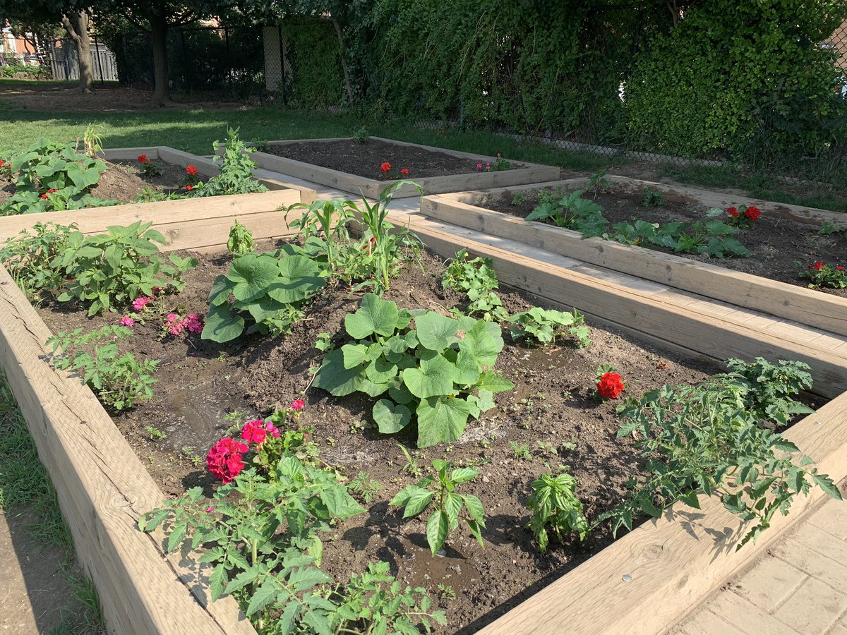 Watering Champlain Trail’s community garden with my little helpers today. Garden is looking lush &amp;filling in! The rain has helped a lot.Cucumbers &amp;strawberries are out &amp;more on the way.Keep up the good work Champlain Trail! Don’t forget to weed a little if you’re there as well.