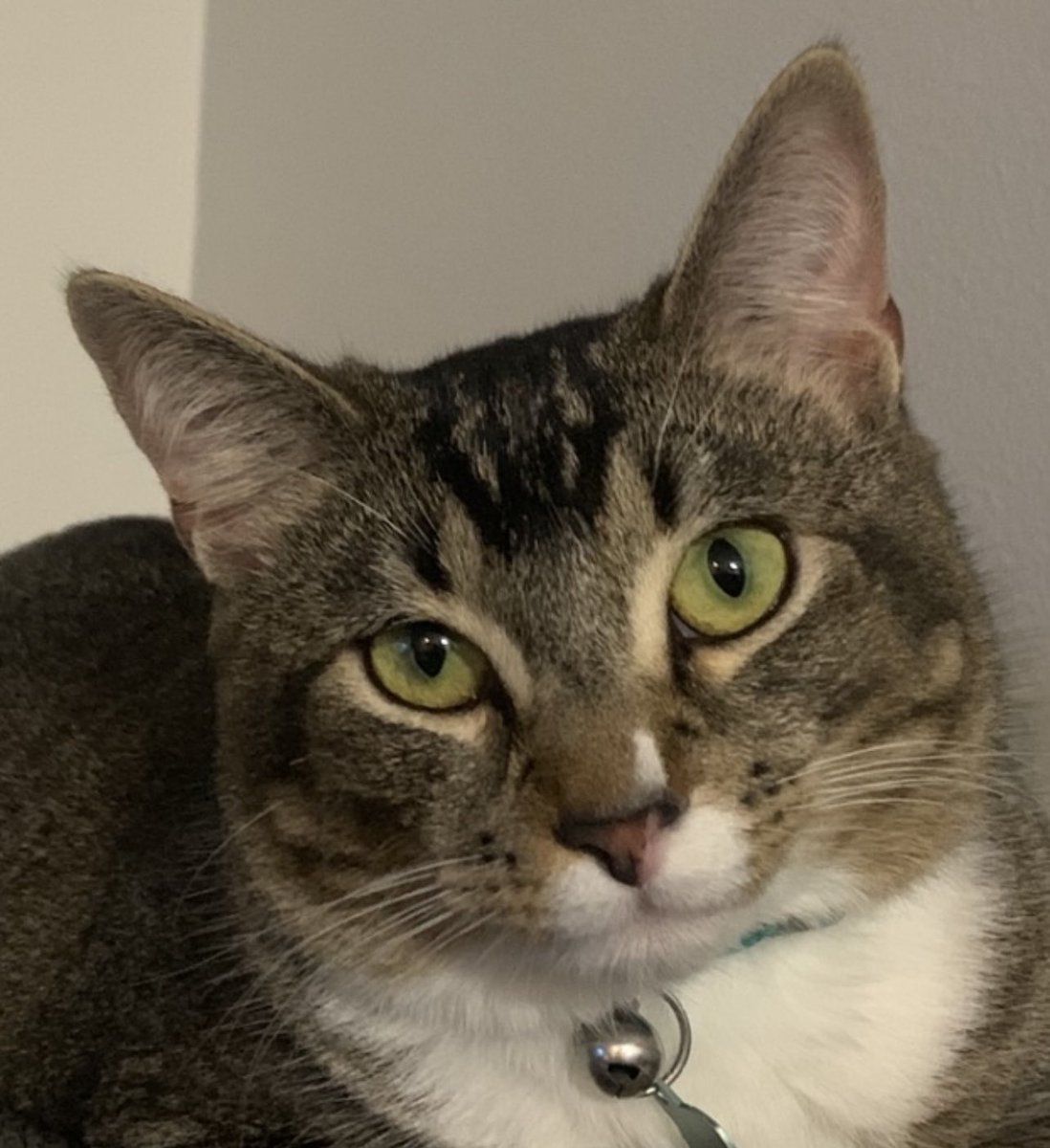 tayloramobley's tweet photo. @Chewy thank you for the custom portrait of my girl! https://t.co/JU5cZAYMoR