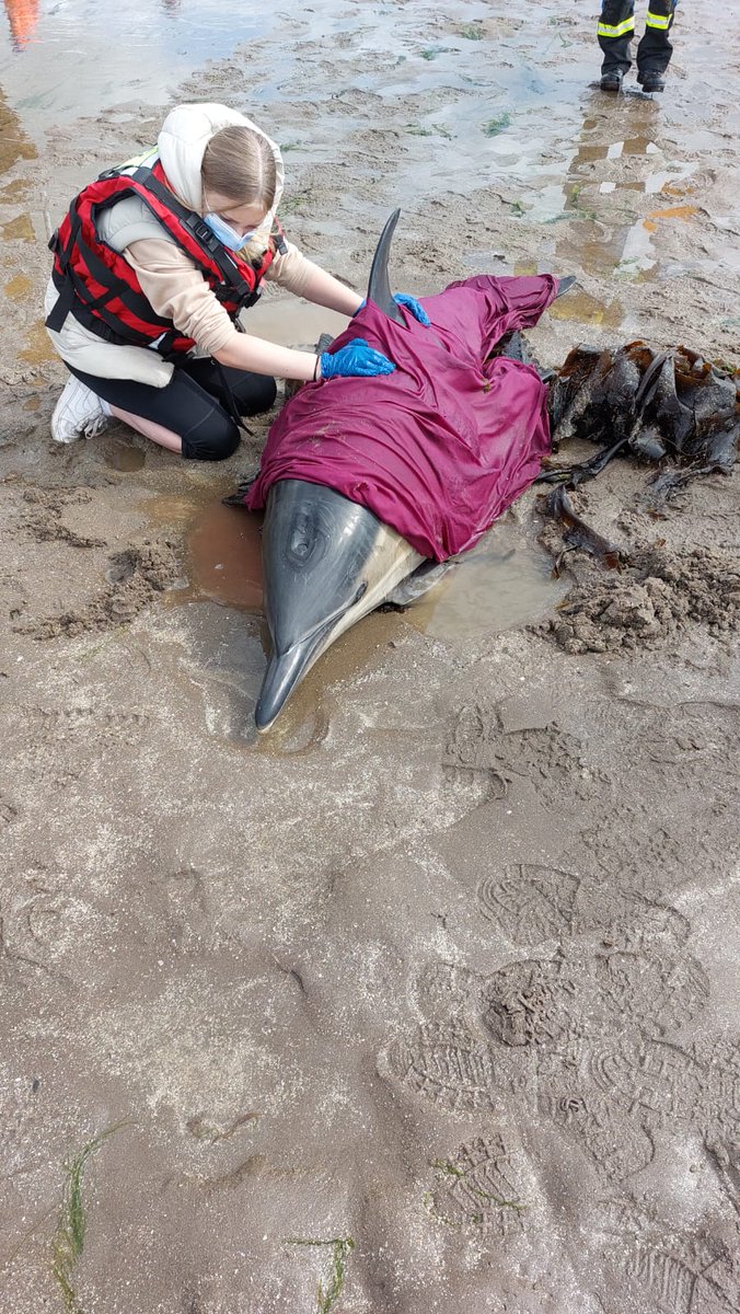 tayvalleyreact's tweet image. At 09.11h Wednesday 5th July 2023, we received a call from workmen working at the Esplanade near Balmossie that two dolphins had live stranded on the beach.

Scottish SPCA were alerted along with British Divers Marine Life Rescue

REACT member attended to give animal first aid