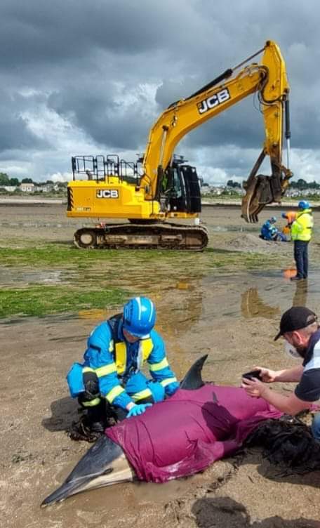 tayvalleyreact's tweet image. At 09.11h Wednesday 5th July 2023, we received a call from workmen working at the Esplanade near Balmossie that two dolphins had live stranded on the beach.

Scottish SPCA were alerted along with British Divers Marine Life Rescue

REACT member attended to give animal first aid