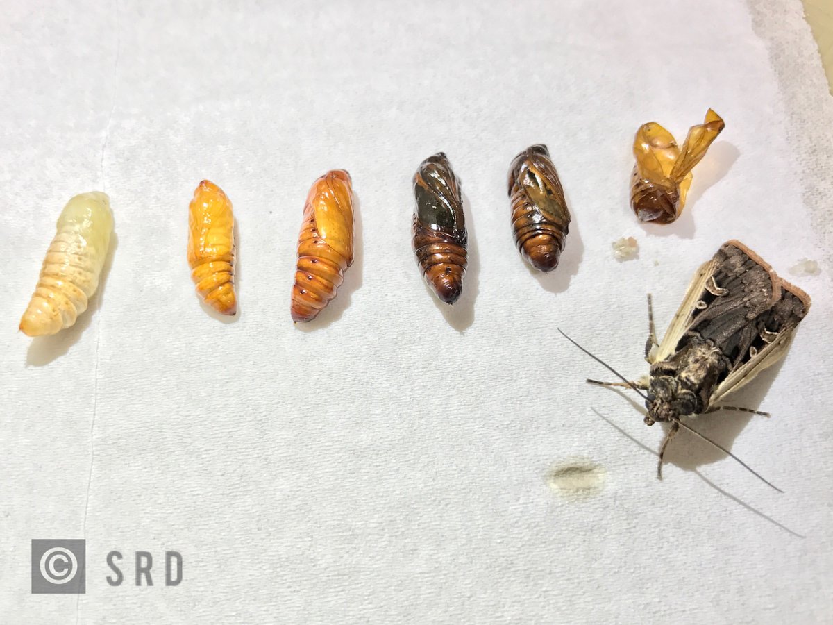 ISDPPodcast's tweet image. Hope everyone enjoyed the 4th! Season 2 Episode 24 just got released:
sites.libsyn.com/416264/s2e24-s…
I interviewed @PetersonInsects  of @UNLEntomology on the Western Bean Cutworm (WBC). 
#ISDP #insects #IPM 
@BobWrightUNL @UNLExtension @UNL_CropWatch @UNLCMDC