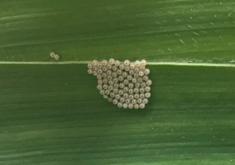ISDPPodcast's tweet image. Hope everyone enjoyed the 4th! Season 2 Episode 24 just got released:
sites.libsyn.com/416264/s2e24-s…
I interviewed @PetersonInsects  of @UNLEntomology on the Western Bean Cutworm (WBC). 
#ISDP #insects #IPM 
@BobWrightUNL @UNLExtension @UNL_CropWatch @UNLCMDC
