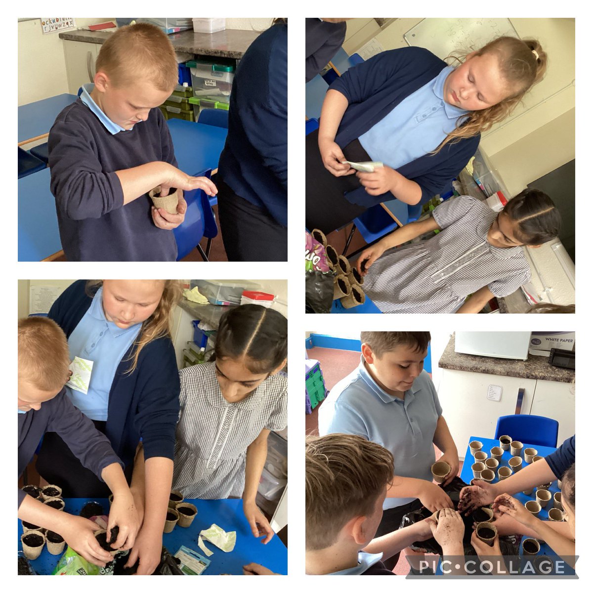 OurLadysCP's tweet photo. Year 5 got their hands dirty today planting flowers to fulfil our Missionary Disciples pledge about improving the look of our local area. Surely some sunflowers will help. @OurLadyandAllS1 #Missionarydisciple #catholiclife https://t.co/5TYt5QKmTA