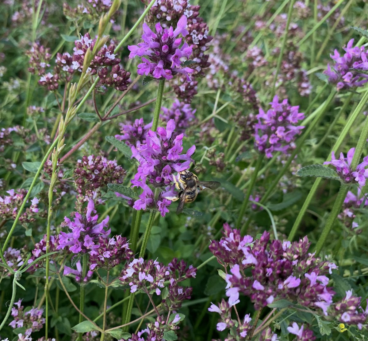 NLBloeit's tweet photo. Betonie (Betonica officinalis) is een goede drachtplant met nectar en stuifmeel voor bijen, o.a. Grote wolbijen.
#plantenvanhier
#inheems
#newdutchwave https://t.co/QHmZWKbXqF