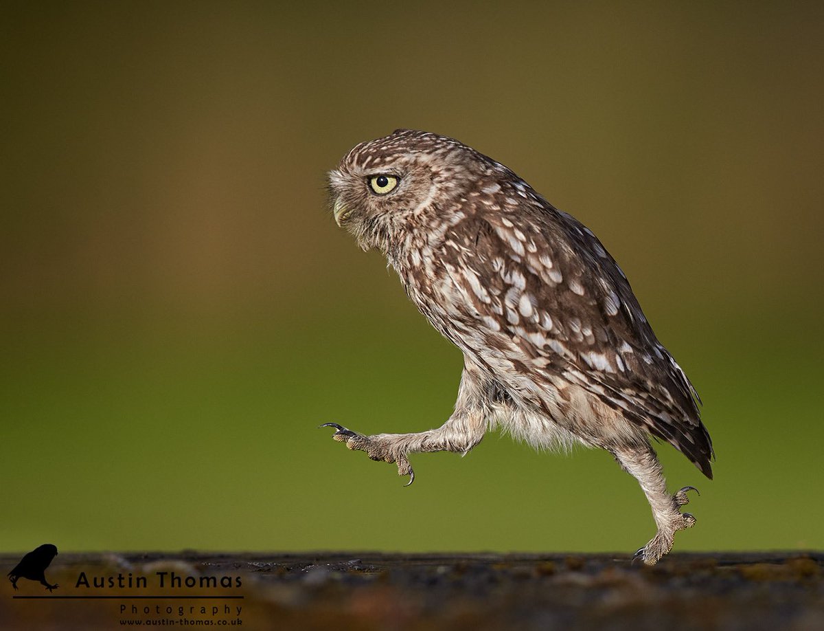 Hey Little Owl 💙 I am always extremely happy when I see you on your tip toes… 

The adults are very busy feeding young at the moment. The #Owlets being far more secretive than the adults…

Enjoy your evenings…

#Owl #LittleOwl <a href="/CanonUKandIE/">Canon UK and Ireland</a> <a href="/BBCEarth/">BBC Earth</a> <a href="/_BTO/">BTO</a>