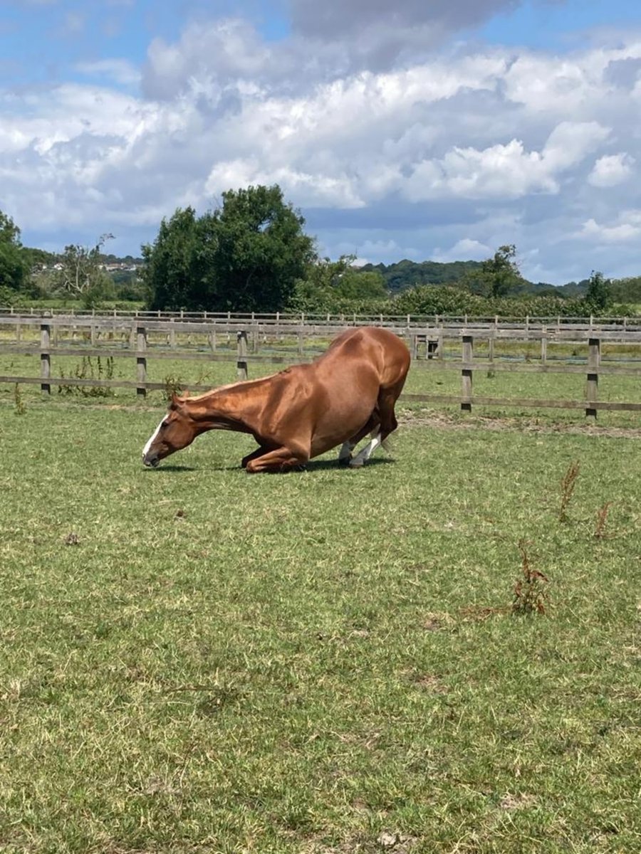 Sandford is hoping to improve his suppleness and flexibility through... Yoga! 🧘 Forget downward dog, it's all about the kneeling horse! 🐴😅 #mindbodyandsoul #yogaforhorses