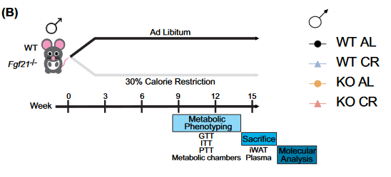 Lamming Lab (@lamminglab) on Twitter photo Congratulations to graduate student <a href="/mariahcalubag/">Mariah Calubag</a>, whose paper on "FGF21 Has a Sex-Specific Role in Calorie-Restriction-Induced Beiging of White Adipose Tissue in Mice" is now offically out in the first ever issue of Aging Biology! agingcelljournal.org/Archive/Volume… Congratulations to graduate student <a href="/mariahcalubag/">Mariah Calubag</a>, whose paper on "FGF21 Has a Sex-Specific Role in Calorie-Restriction-Induced Beiging of White Adipose Tissue in Mice" is now offically out in the first ever issue of Aging Biology! agingcelljournal.org/Archive/Volume…