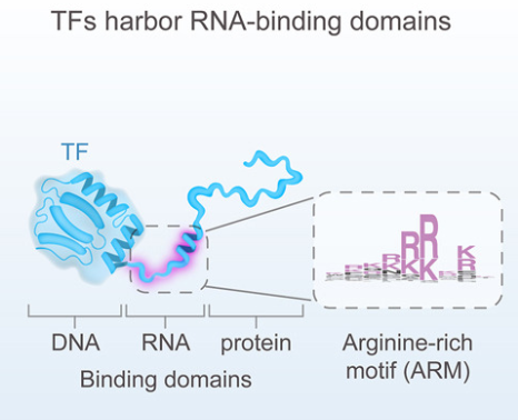 NikoMcCarty's tweet photo. A typical human cell expresses ~150-400 transcription factors. These proteins bind to DNA to regulate gene expression.

And >half of them also bind RNA.

Prior studies have shown that a "few TFs" bind RNA, but this one finds many more. (h/t @alectricity)

https://t.co/3FKKnsxo8E https://t.co/M7cCtkv7M4