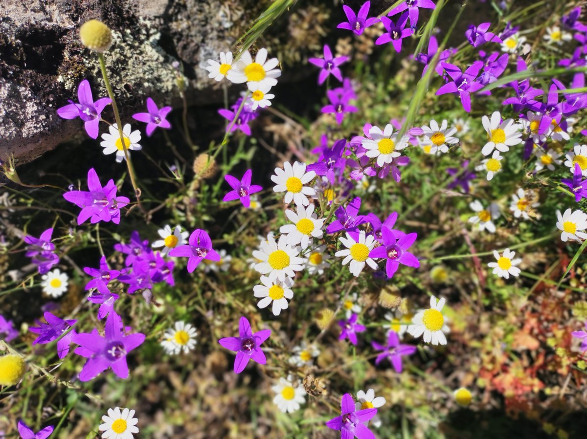 riamarcs's tweet photo. @andonimendoz Acabamos de estar en #Gredos, laguna Grande y Esmeralda, #Navarredonda, #Navacepeda de Tormes ...y de nuevo vuelvo sorprendida por la belleza , frescor y paz de sus paisajes https://t.co/btrRDOH0kv