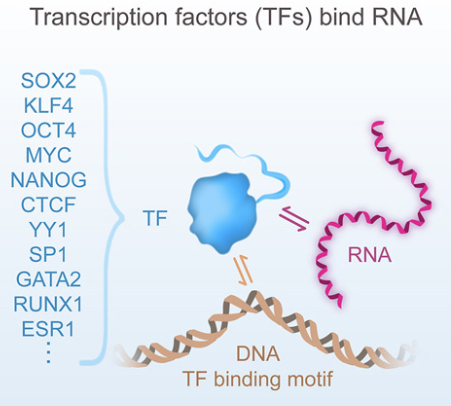 NikoMcCarty's tweet photo. A typical human cell expresses ~150-400 transcription factors. These proteins bind to DNA to regulate gene expression.

And >half of them also bind RNA.

Prior studies have shown that a "few TFs" bind RNA, but this one finds many more. (h/t @alectricity)

https://t.co/3FKKnsxo8E https://t.co/M7cCtkv7M4