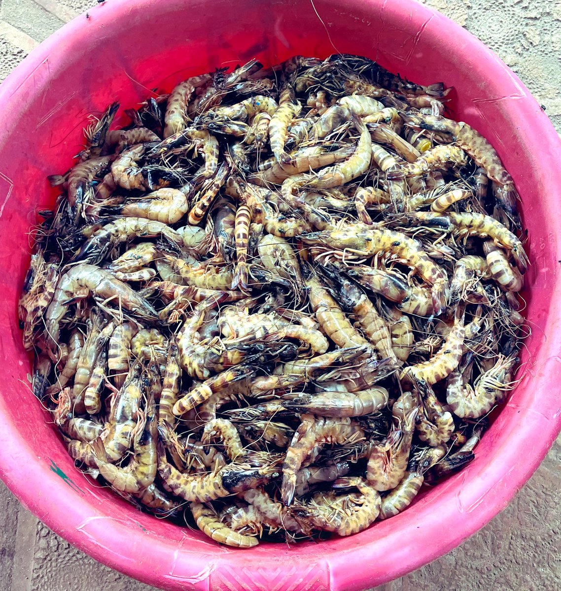 Big and fresh Tiger shrimps available. 🦐🦐🦐🦐🦐

Put in your order and we will deliver it to your doorstep.