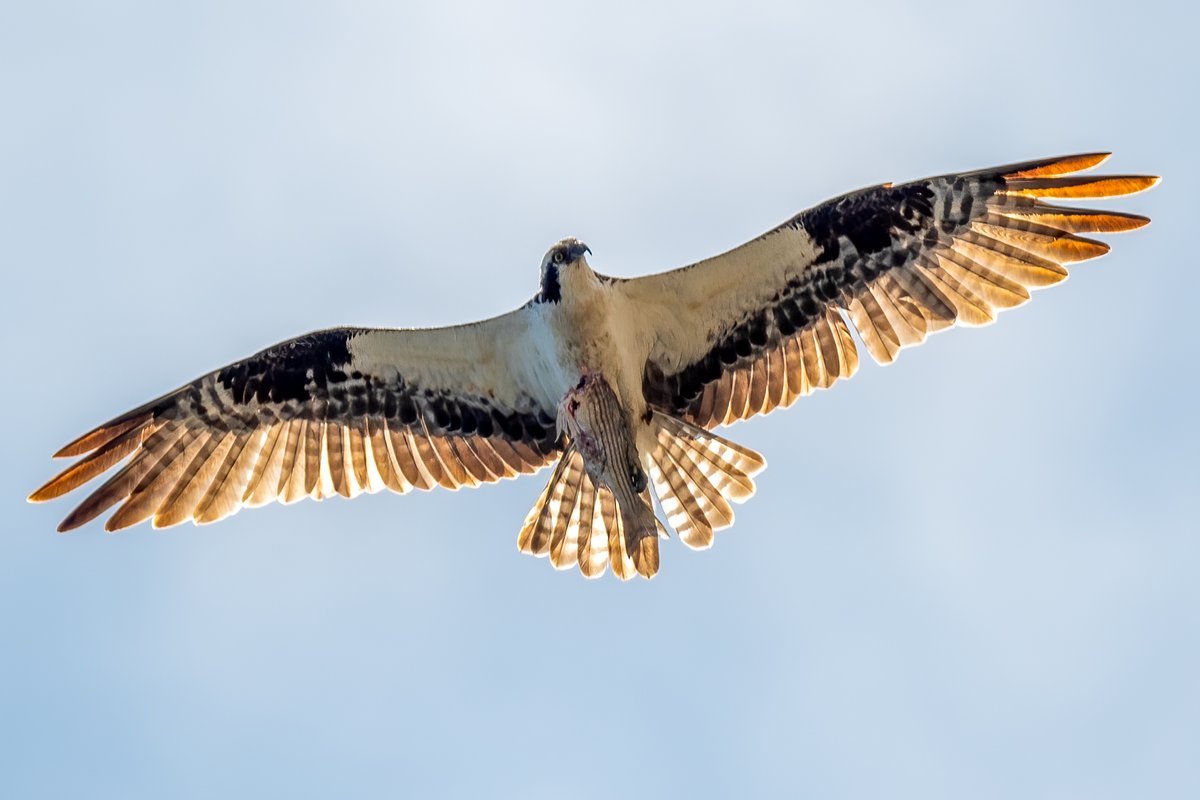 Jonathan Eisen tweet media