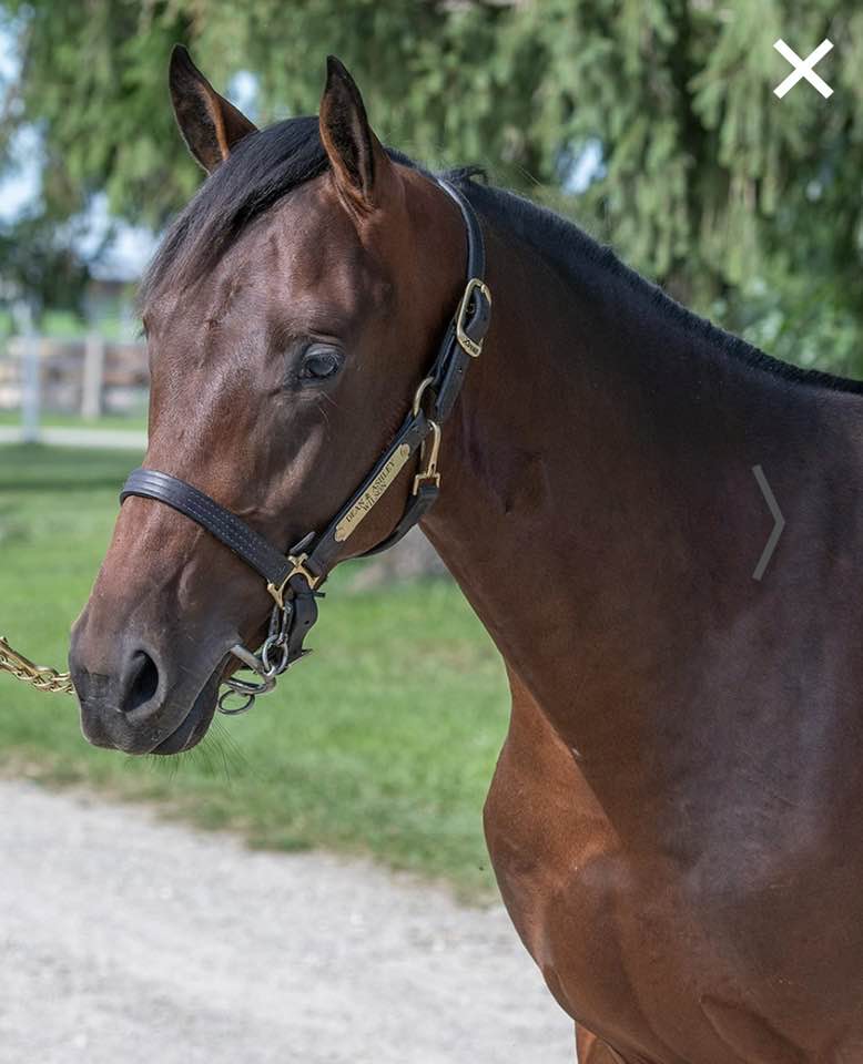 London Classic Yearling Sale tweet media