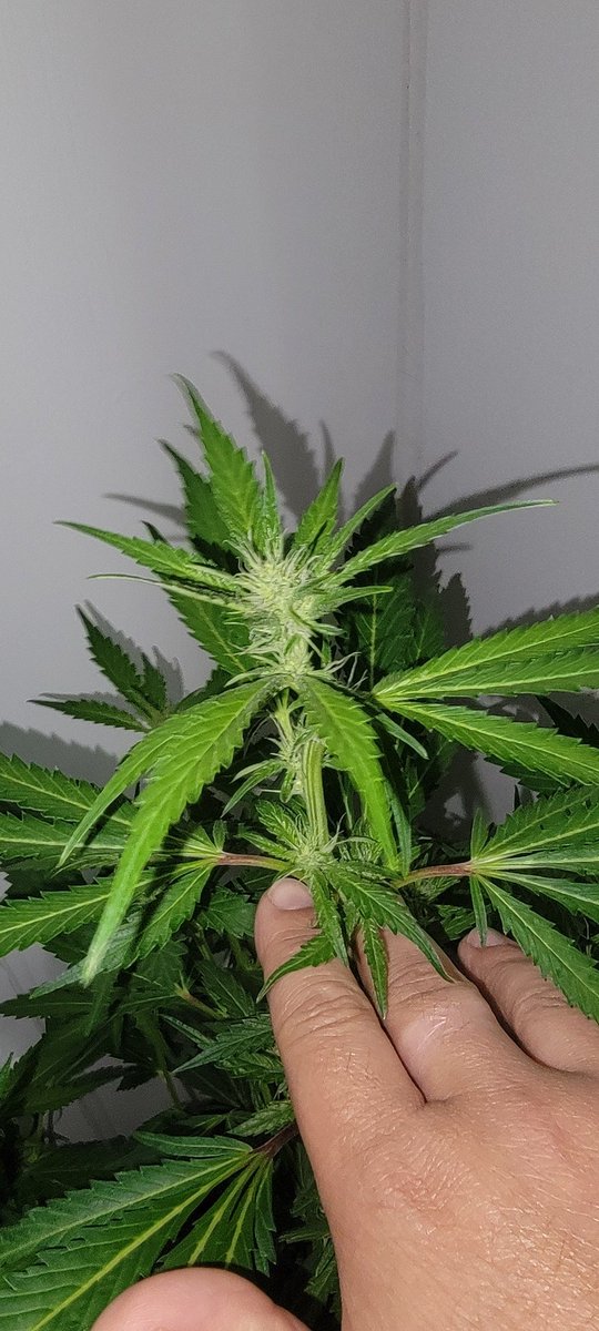 Who else can't help themselves and have to peek in a few times a day? I love seeing the progress. This is my first born on day 22 of flower #CannabisCommunity #weedlife #Weedmob #MMJ #CannaLand #pinkruntz #PNWgrown #lotusnutrients