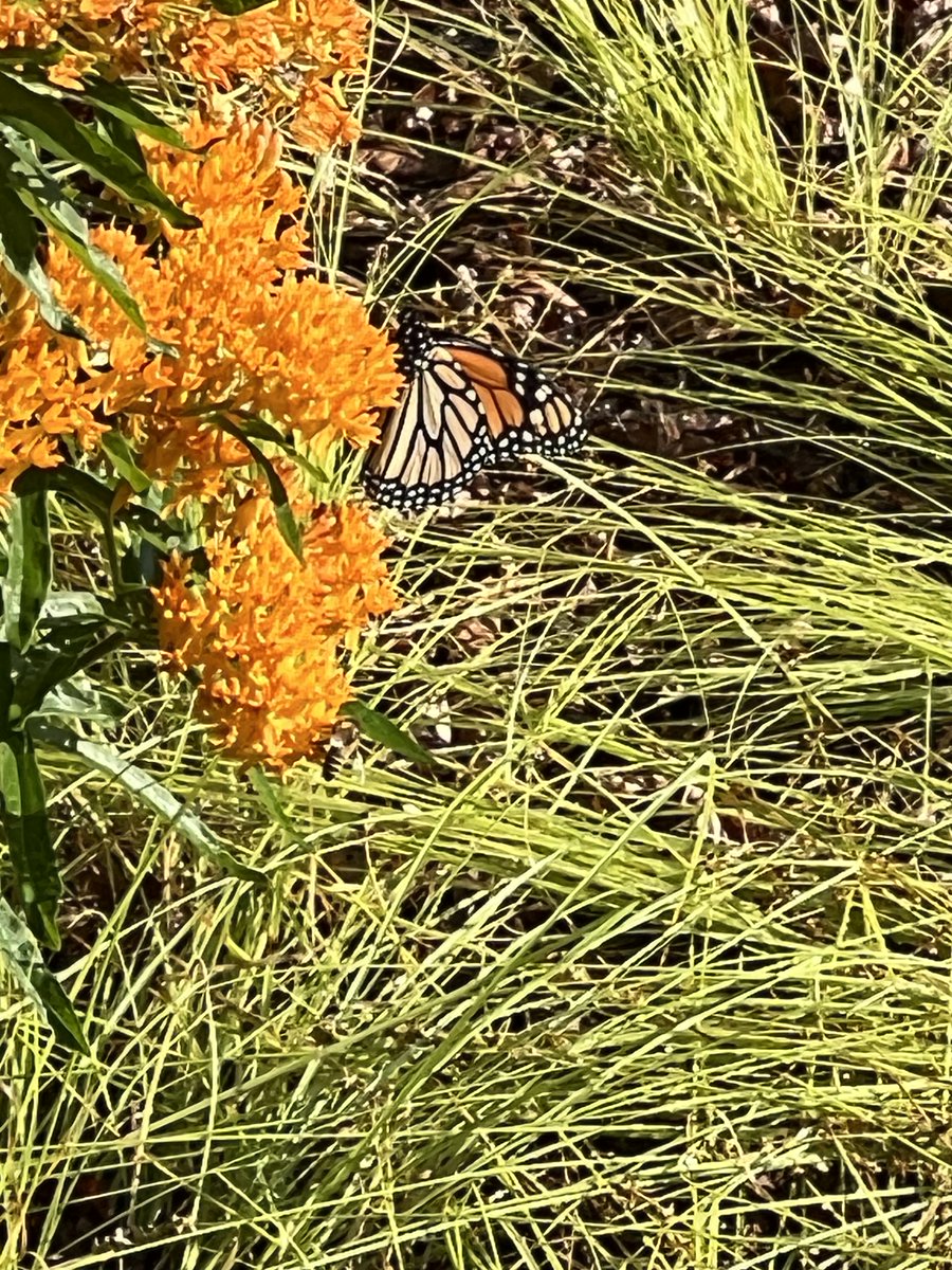 EckhartPL's tweet photo. Fireworks aren't the only thing adding color to our skies this week! Today we had our first monarch visitor of the year. Did you know that Eckhart Public Library is also a Monarch Waystation?
This one is enjoying some Butterfly Weed in our native gardens! https://t.co/XUeLaqydzm
