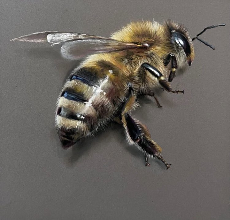 Still here just don't know what to draw, gotta love artist block! a bee from a while back. Pastel pencils and soft pastels on pastelmat. Hope everyones well 🐝. #art #artist #pastels #pastelpainting #bee #beeart #beeartwork #artworks #drawings #paintings #animalart #animalartist