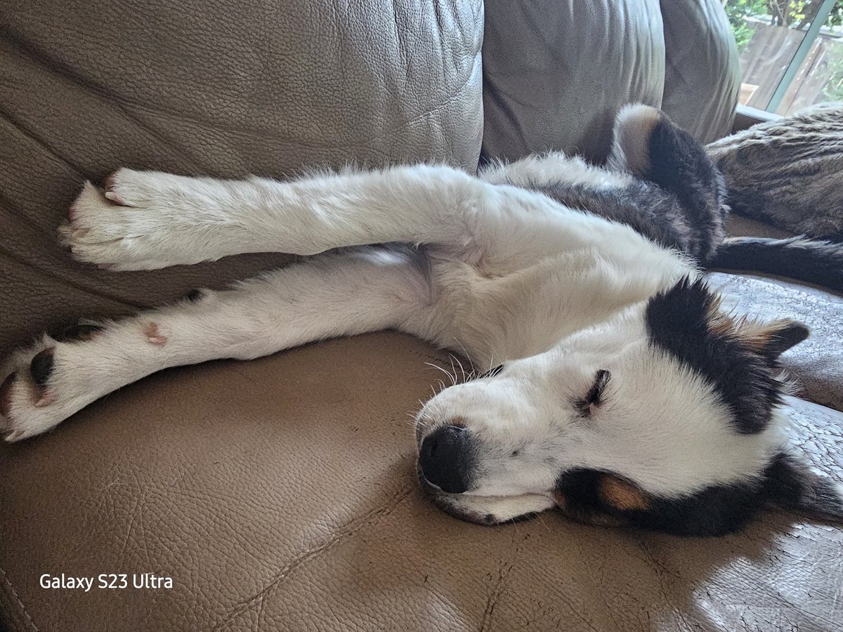 SeanKsays's tweet image. Spider-pup. Spider-pup. Dreaming about being a Spider-dog. Climbing walls in my dreams. I run in my sleep, while farting. Look out for the Spider-pup #iKEY #puppylove #puppy #AustralianShepherd