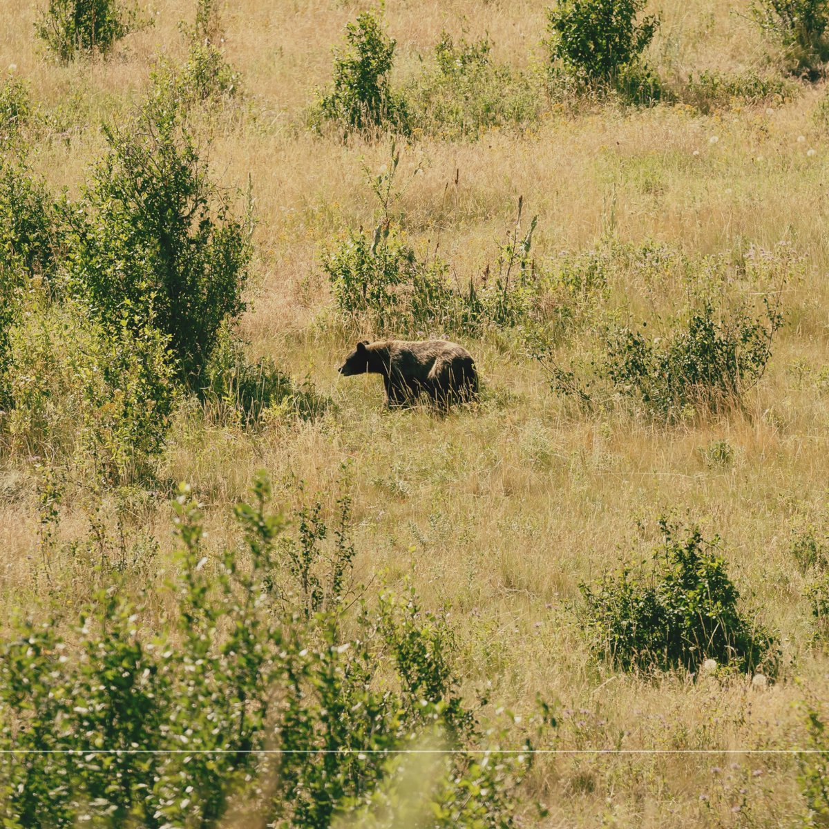 A chance encounter with a bear, a reminder of the untamed beauty that lies within our lands.

#propertymapping #landidentity #property #realestate #mobileapp #propertyboundaries #propertyinfo #parcel #mapping #maps #mobilemapping #map #parceldata #propertyinformation #landid