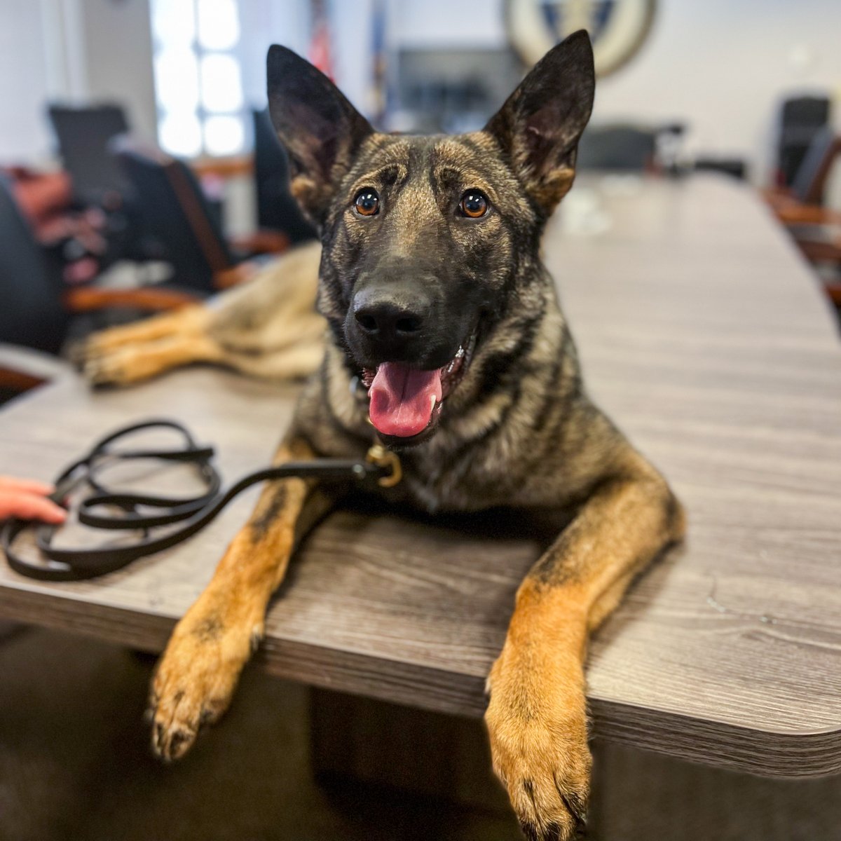 When your K9 co-worker insists on a top view of the operations. Way to keep a watch, Max.

#Corrections #CareerInCorrections #WorkingDog #K9 #K9Trainer