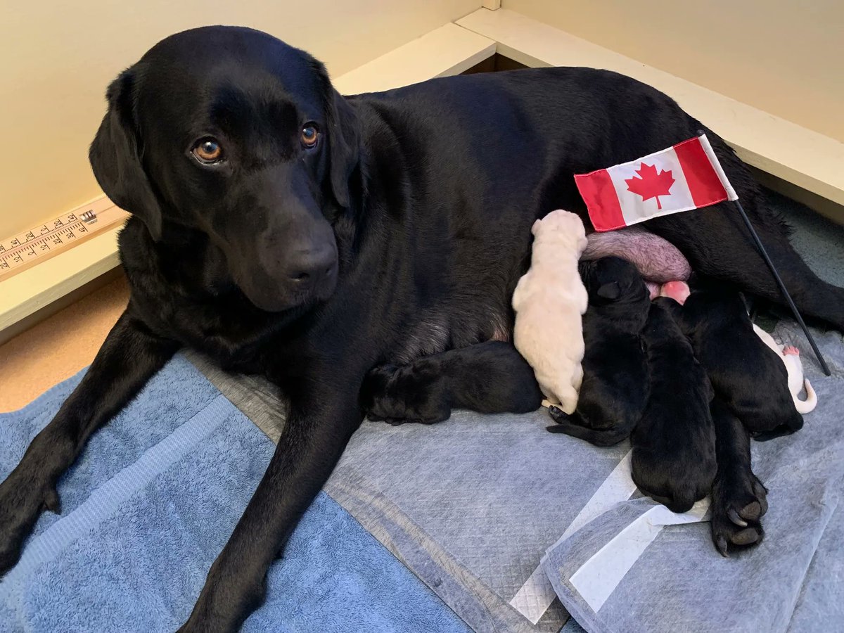 OH CANADA! 

Gwinna and Finn would like to welcome 6 new babies into the world - they arrived on Canada Day!

The happy couple welcomed 3 males and 3 females. Two of the boys are yellow, while the rest are black.

Thank you to Whelper Trish for all her hard work. #volunteers