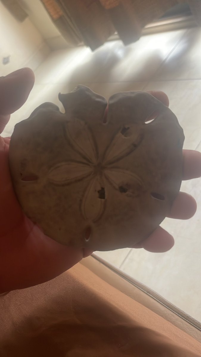 jrecon1980's tweet photo. La encontré en la playa como se llama https://t.co/mlLiHPb2TT