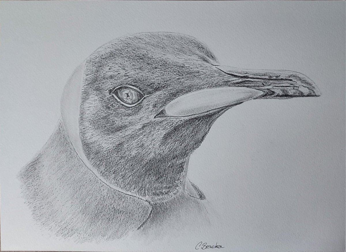 Drawn in graphite on 300 g/m paper 8 x 11 inch
On sale at my ebay
ebay.co.uk/itm/1958606103…

My Art page..
facebook.com/catherine.art.…

#artwork #penguin #kingpenguin #kingpenguins #King #birds #artistcommunity #graphite #graphitedrawing #birds 
#lovetodraw #lifeofanartist #artgallery
